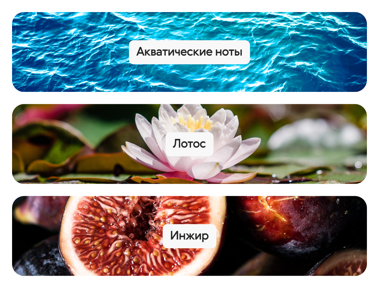 Fresh Fig & Sparkling Tangerine, парфюмерная вода — изображение 3