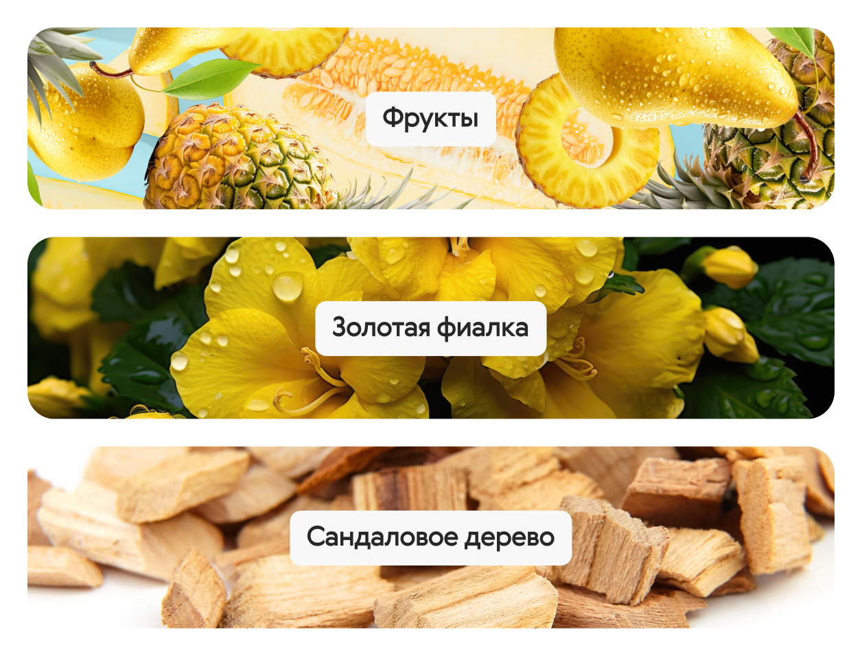 Golden Violet & Amber Absolu, парфюмерная вода — изображение 4