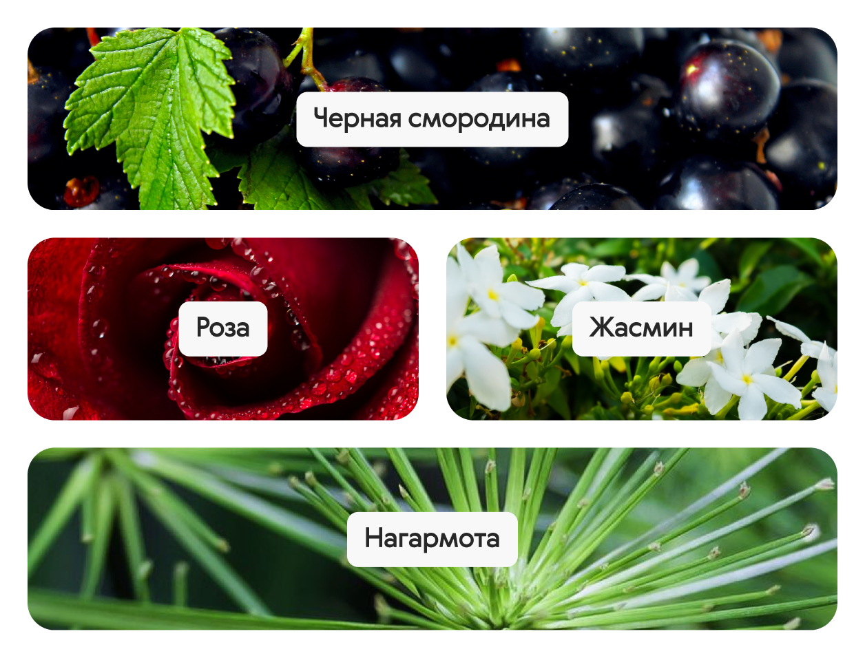Arc-en-Ciel Emerald, парфюмерная вода, 20 мл — изображение 2